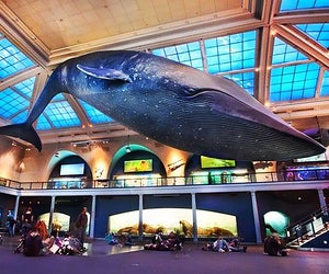 The American Museum of Natural History's blue whale is an NYC icon, and the entire museum is one of the best children's museums in NYC. Photo by R. Mickens/courtesy of AMNH
