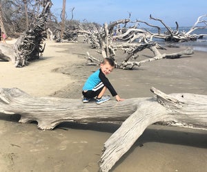 This Jekyll Island beach is filled with driftwood, hence the name: Driftwood Beach! Photo by the author 