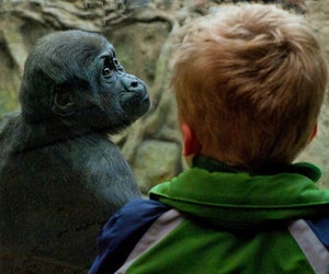 Who you lookin' at?! The Tropical Forest at Franklin Park Zoo. Photo by Don Crasco/Franklin Park Zoo