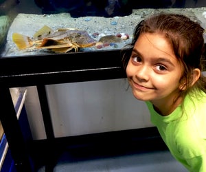Kids can peek into the marine life in the aquariums at the Marine Education Center in Mamaroneck. Photo by Susan Miele